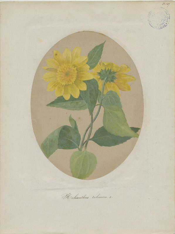 Artichaut de Jérusalem ; Topinambour ; plante à fleurs, Jean-Baptiste Barla
