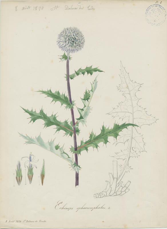 Echinops à tête ronde ; plante à fleurs, Jean-Baptiste Barla, 1870