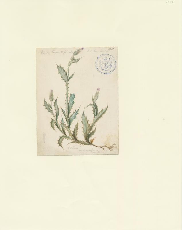 Chardon à capitules denses ; plante à fleurs, Charles Lombardi, 1891