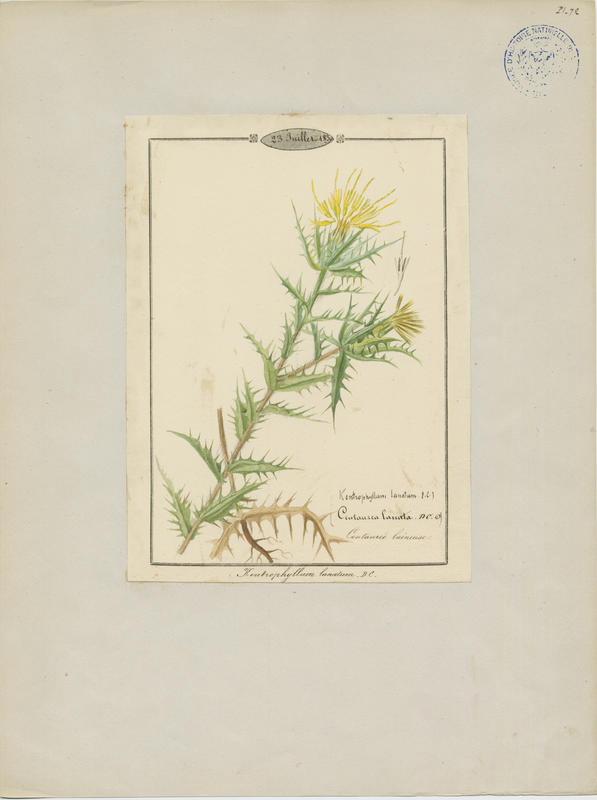 Carthame laineux ; plante à fleurs_0