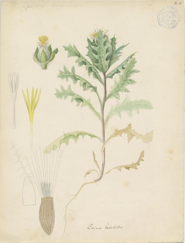 Chardon béni ; plante à fleurs, Charles Lombardi, 1892