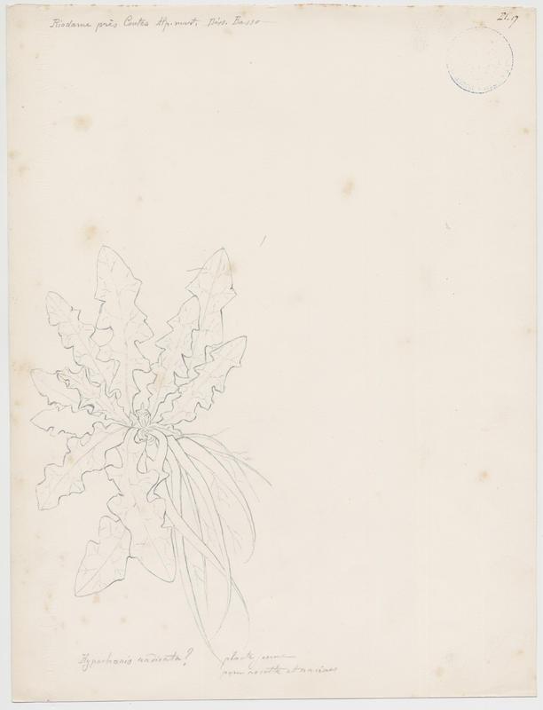 Porcelle enracinée ; plante à fleurs, P. Basso