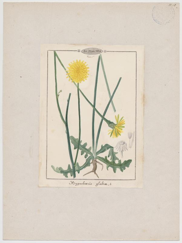 Porcelle glabre ; Porcelle des sables ; plante à fleurs_0