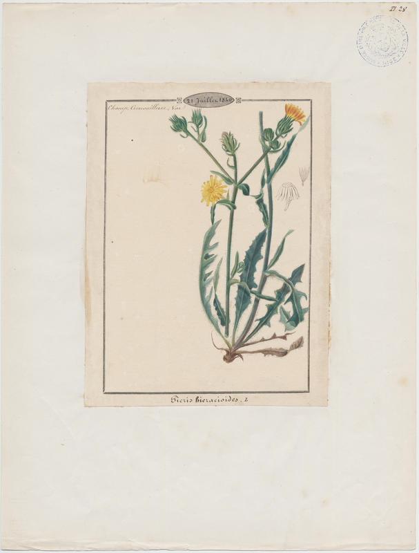 Picride fausse épervière ; plante à fleurs_0