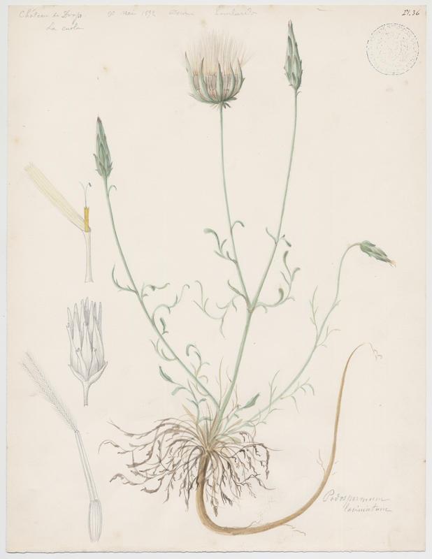 Scorsonère à feuilles de chausse-trape  ; Scorsonère à feuilles laciniées ; plante à fleurs — Charles Lombardi