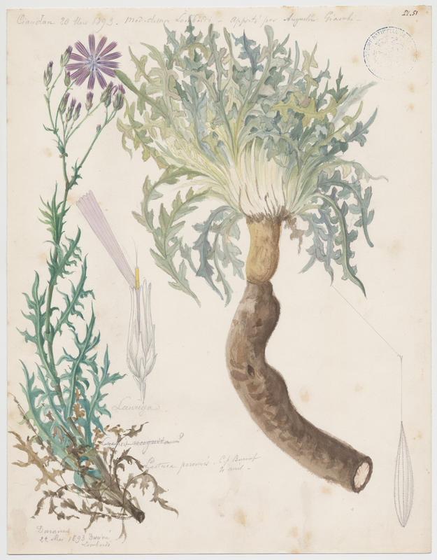 Laitue vivace ; plante à fleurs — Charles Lombardi