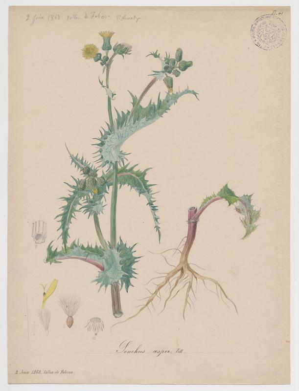 Laiteron épineux ; plante à fleurs, Vincent Fossat, 1868