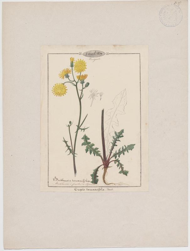 Barkhausie à feuilles de pissenlit ; plante à fleurs, Jean-Baptiste Barla, 1839