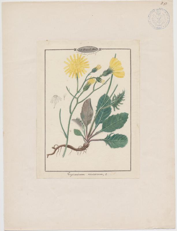 Epervière des bois ; Épervière des murs ; plante à fleurs, Jean-Baptiste Barla, 1840