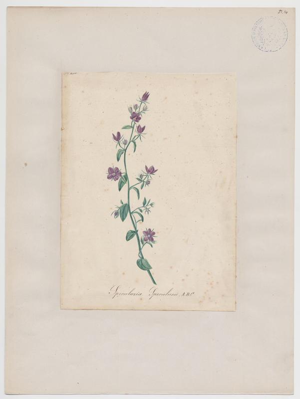 Miroir de Vénus ; plante à fleurs, Jean-Baptiste Barla