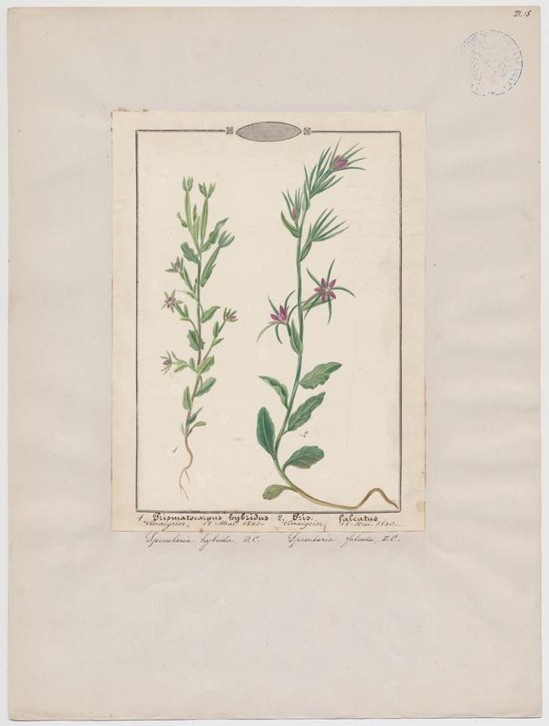plante à fleurs, Jean-Baptiste Barla, 1840