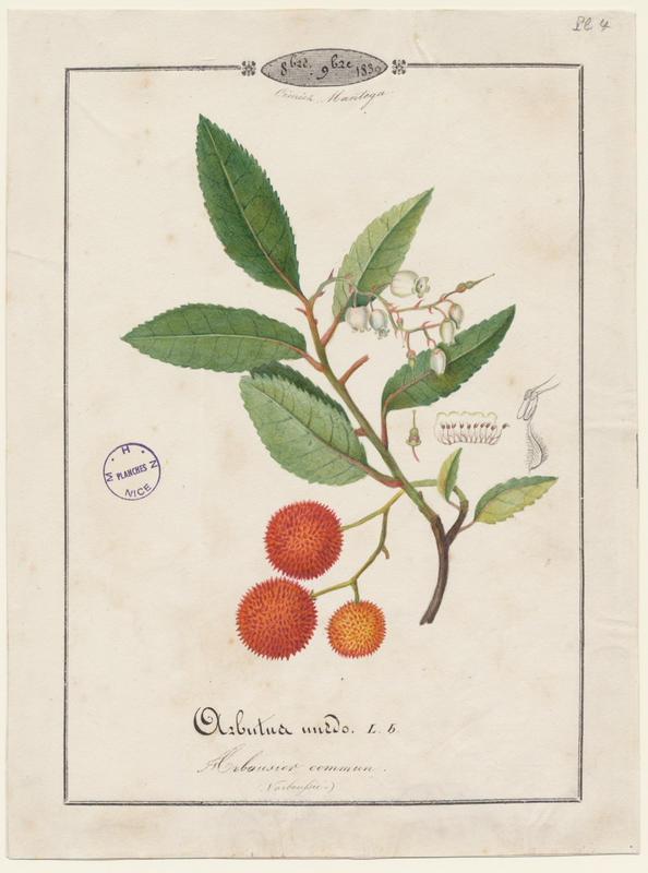 Arbousier commun ; plante à fleurs_0