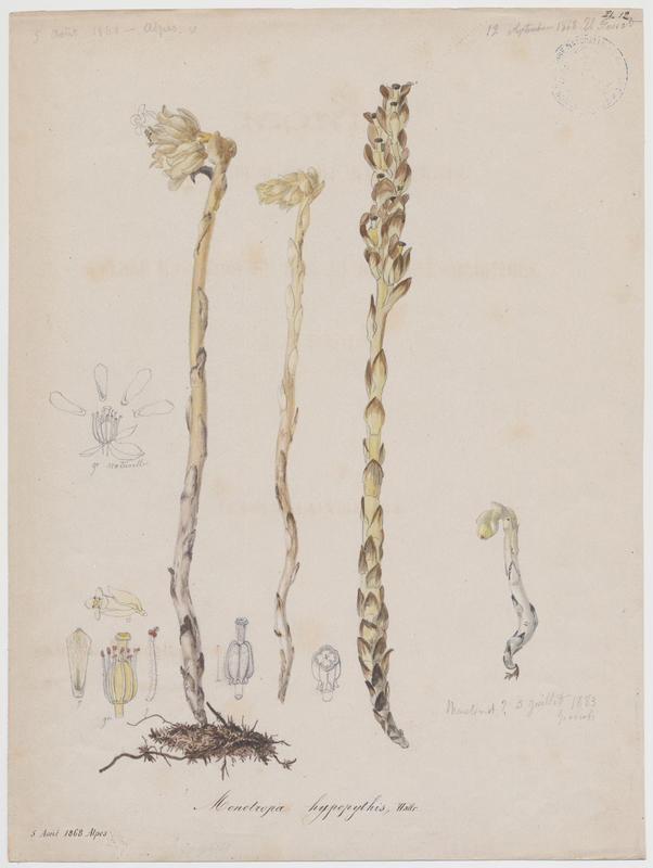 Monotrope sucepin ; plante à fleurs, Vincent Fossat, 1868