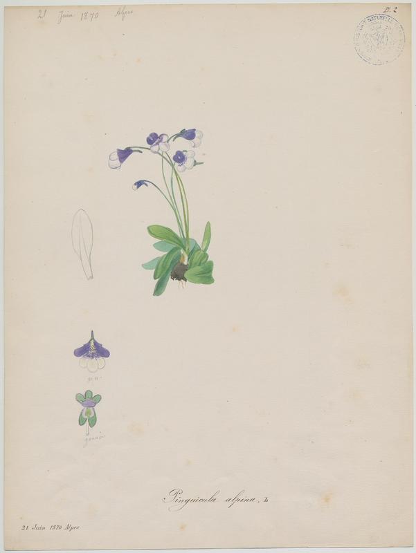 Grassette des Alpes ; plante à fleurs_0