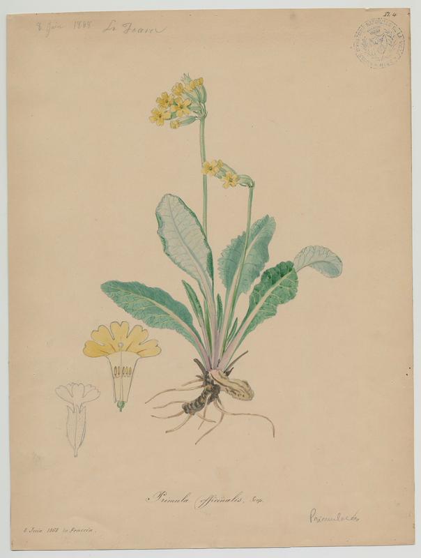 Primevère officinale ;  Brérelle;  Coqueluchon ;  Coucou ; Herbe de saint Paul ; Primerolle ;  plante à fleurs_0