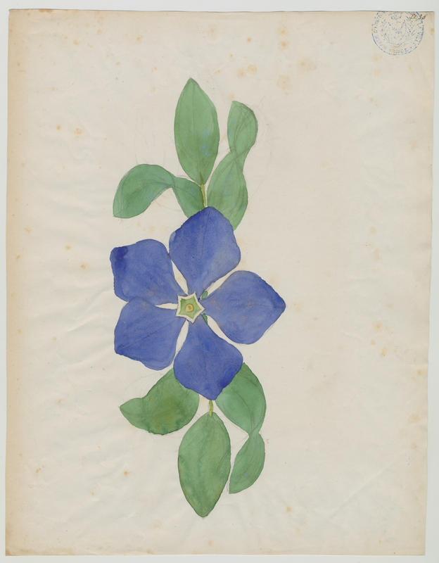 pervenche ; plante à fleurs, Jean-Baptiste Barla