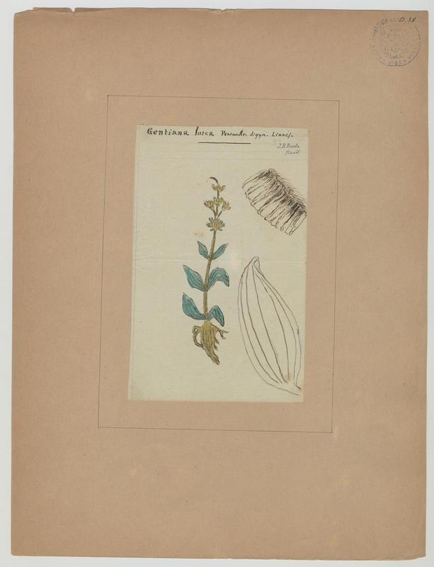 Gentiane jaune ; plante à fleurs, Jean-Baptiste Barla
