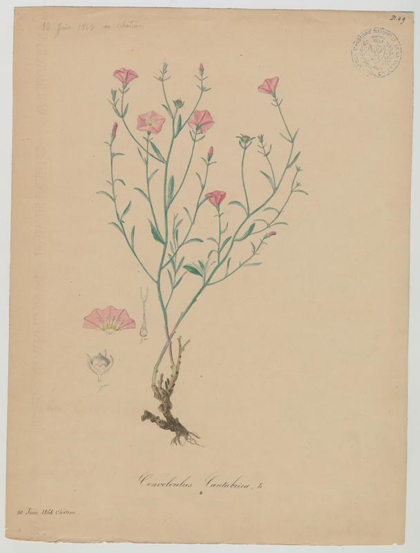 Liseron de Biscaye ; plante à fleurs_0