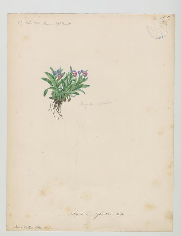 Myosotis des bois ; plante à fleurs_0