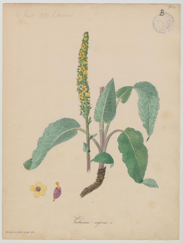 Molène noire ; Cierge maudit ; Bouillon noir ; plante à fleurs_0