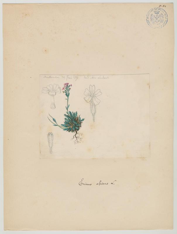 Erine des Alpes ; plante à fleurs, Charles Lombardi, 1891