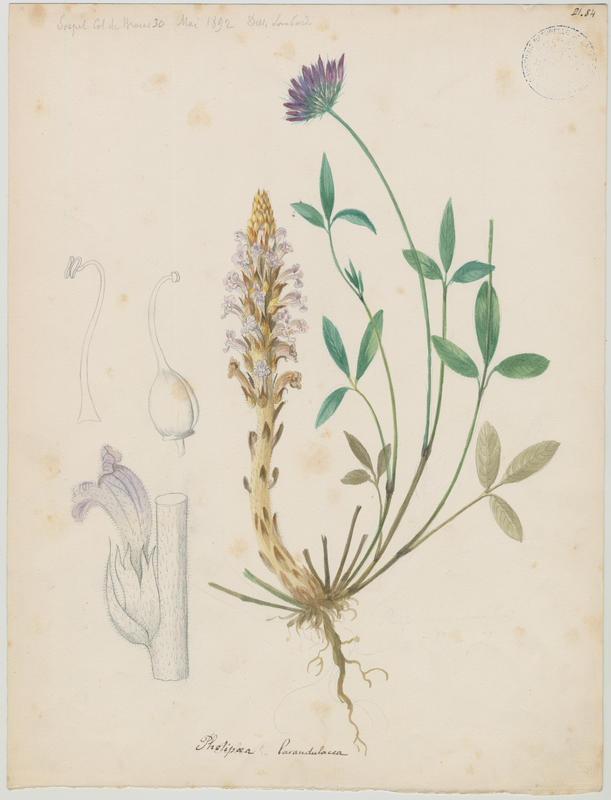 Orobanche couleur de lavande ; plante à fleurs, Charles Lombardi, 1892