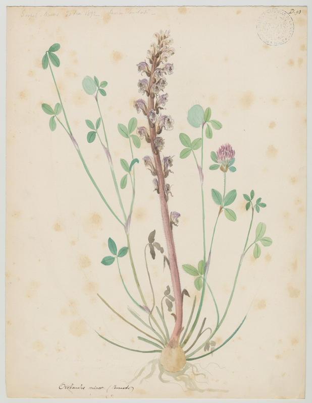 Orobanche du trèfle ; plante à fleurs, Charles Lombardi, 1892
