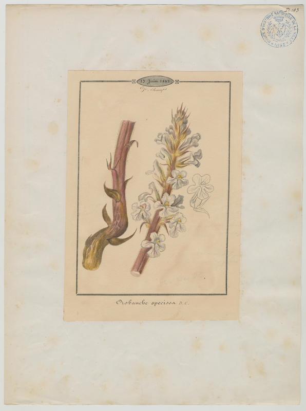 Orobanche crénelée ; plante à fleurs, Jean-Baptiste Barla, 1842