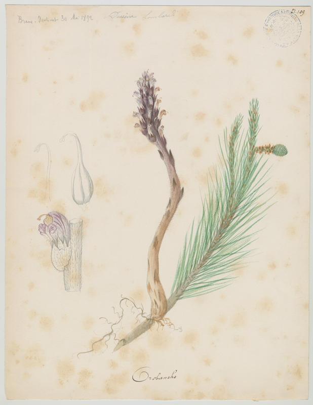 Orobanche ; plante à fleurs, Charles Lombardi, 1892