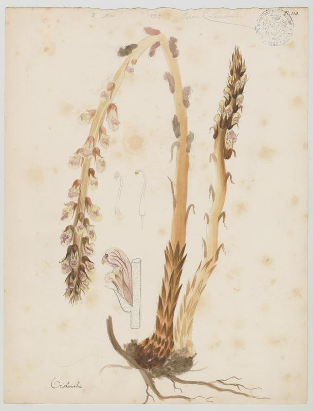 Orobanche ; plante à fleurs, Charles Lombardi, 1892