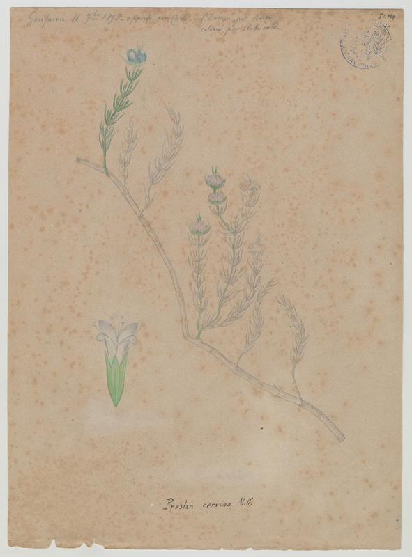 Menthe des cerfs ; plante à fleurs, P. Basso, 1895
