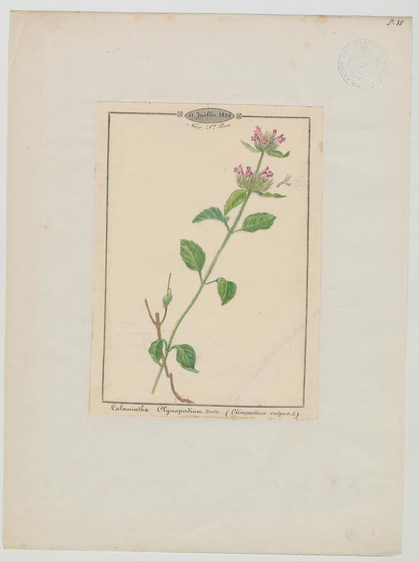 Calament clinopode ; Grand basilic ; plante à fleurs_0