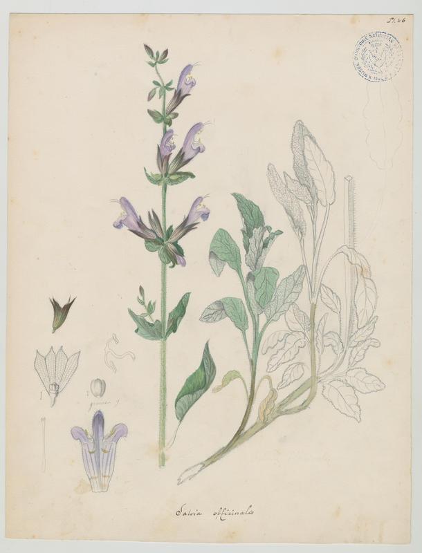 Sauge officinale ; plante à fleurs, Jean-Baptiste Barla