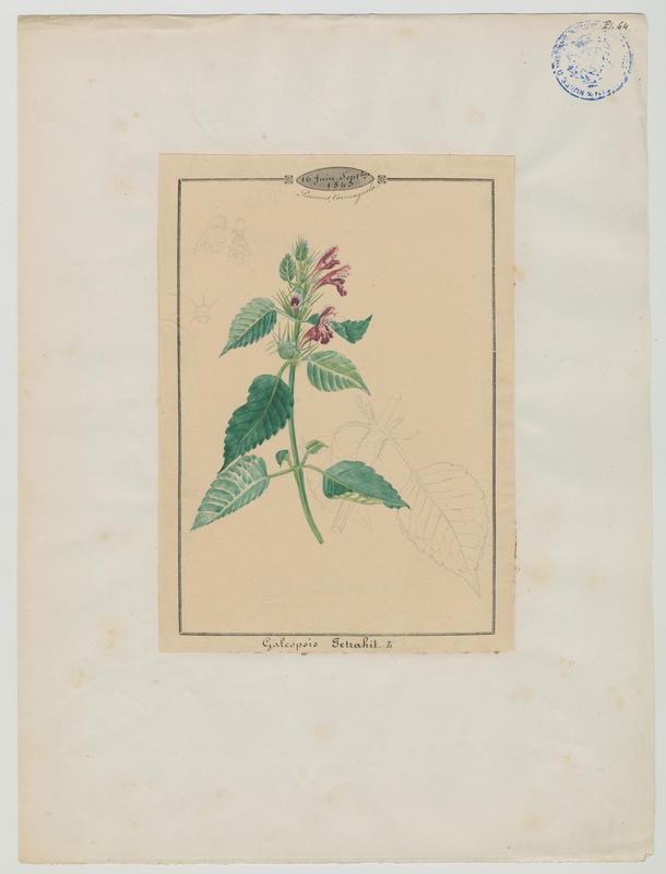 Ortie royale ; plante à fleurs_0
