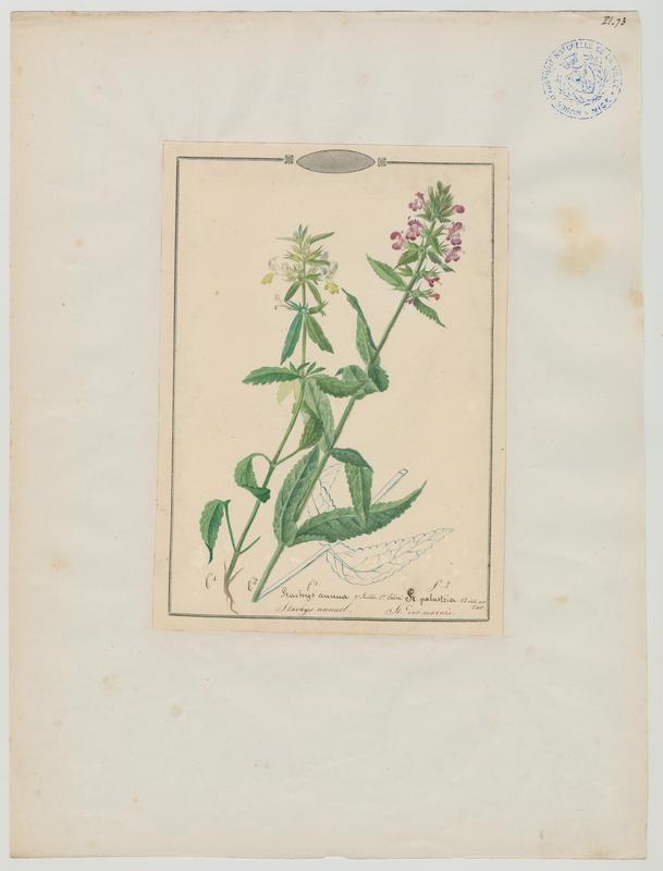 Stachys des marais ; plante à fleurs, Jean-Baptiste Barla