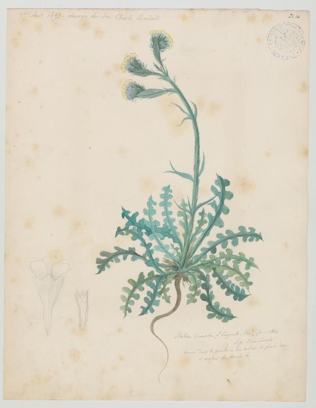 Limonium à feuilles sinuées ; plante à fleurs, Charles Lombardi, 1864