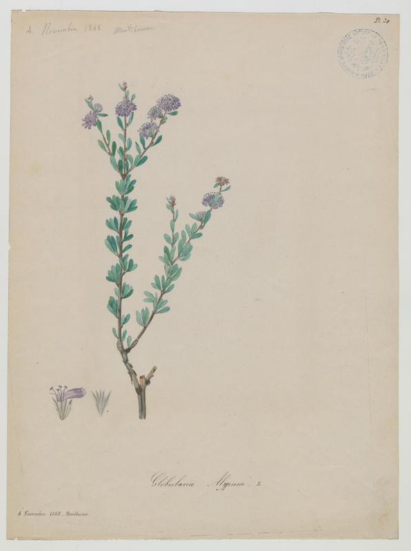 Globulaire turbith ; plante à fleurs, Jean-Baptiste Barla, 1868
