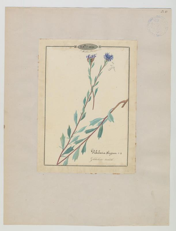 Globulaire turbith ; plante à fleurs_0