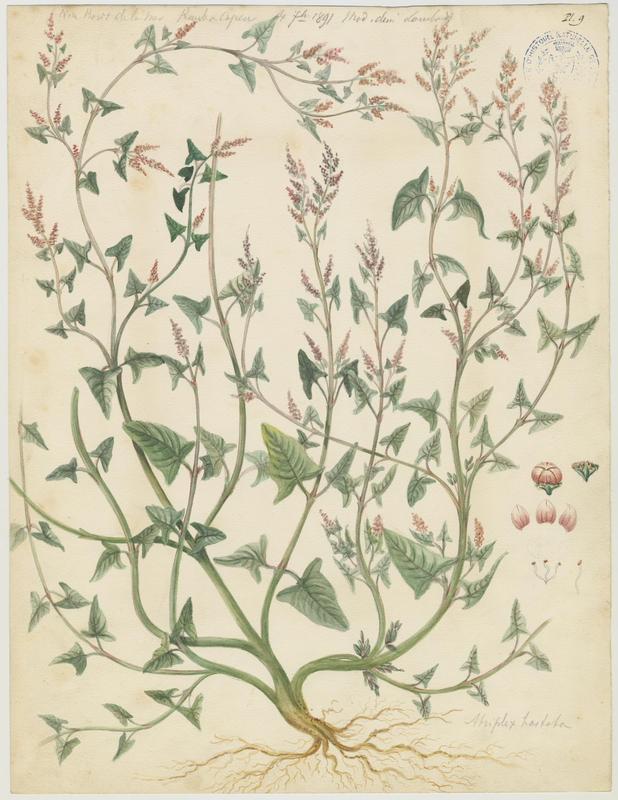 Arroche ; plante à fleurs, Charles Lombardi, 1891