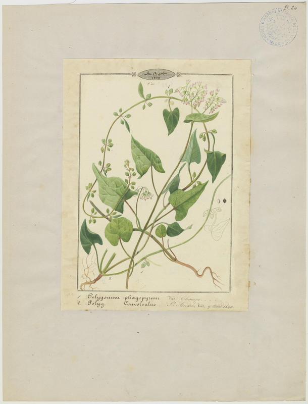 Renouée faux liseron ; plante à fleurs_0