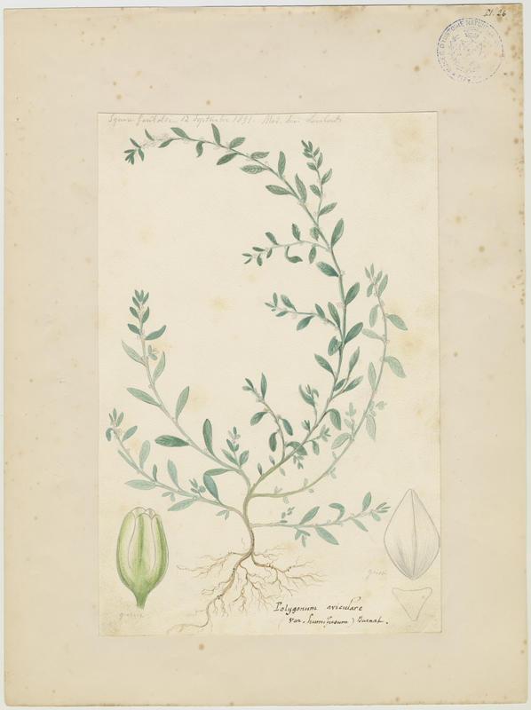 Renouée des oiseaux ; plante à fleurs, Charles Lombardi, 1891