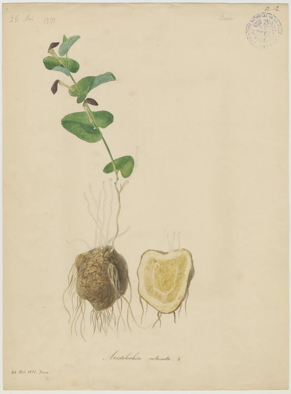 Aristoloche ronde ; plante à fleurs_0