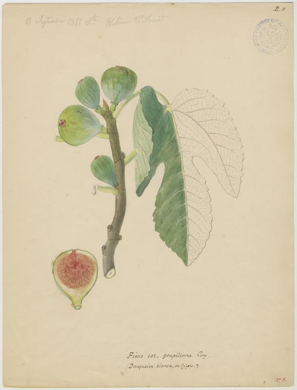 Figuier ; Dauqueira blanca, Vincent Fossat, 1871