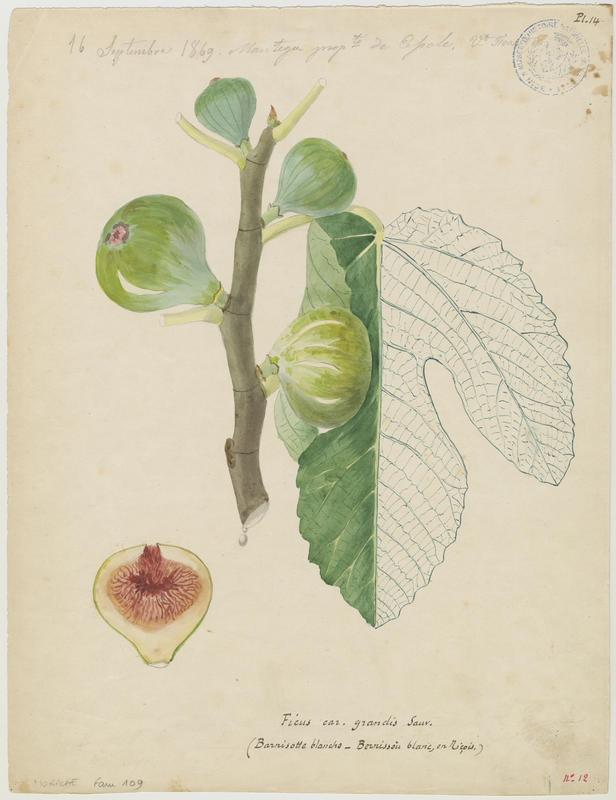 Figuier ; Barnissotte blanche, Vincent Fossat, 1869