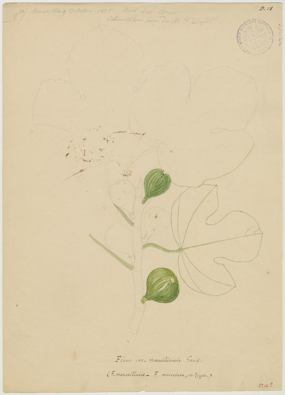 Figuier : figue ; Pirule marseillaise, P. Basso, 1895