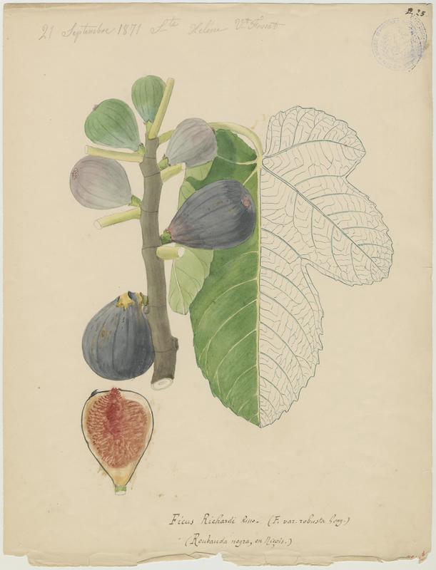 Figuier ; Roubauda negra, Vincent Fossat, 1871