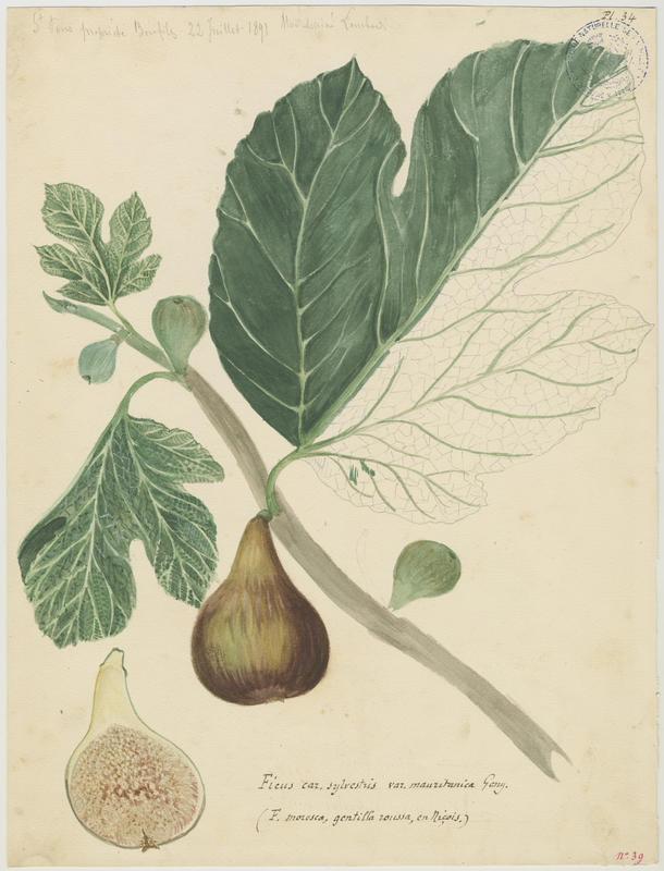 Figuier ; Ficus moresca, Charles Lombardi, 1891