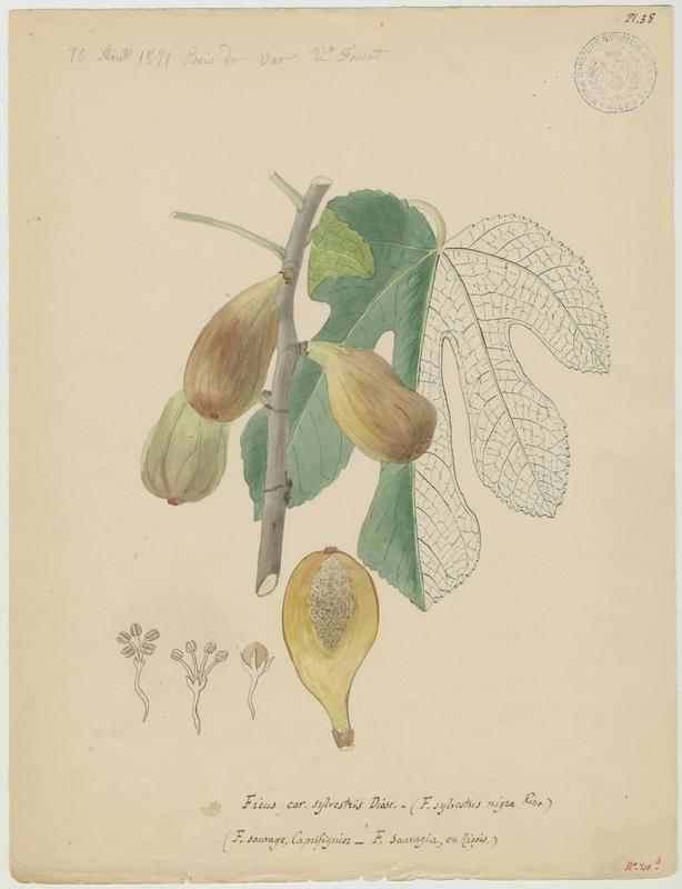 Figuier ; Pirule sauvage, Vincent Fossat, 1871