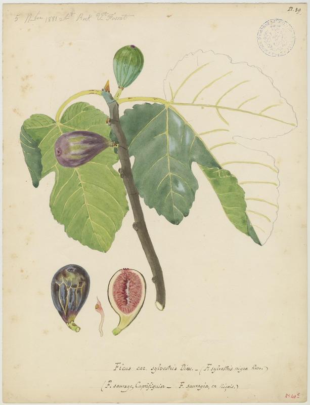 Figuier ; Pirule sauvage, Vincent Fossat, 1881
