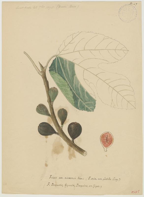Figuier ; Ficus douqueira, P. Basso, 1895